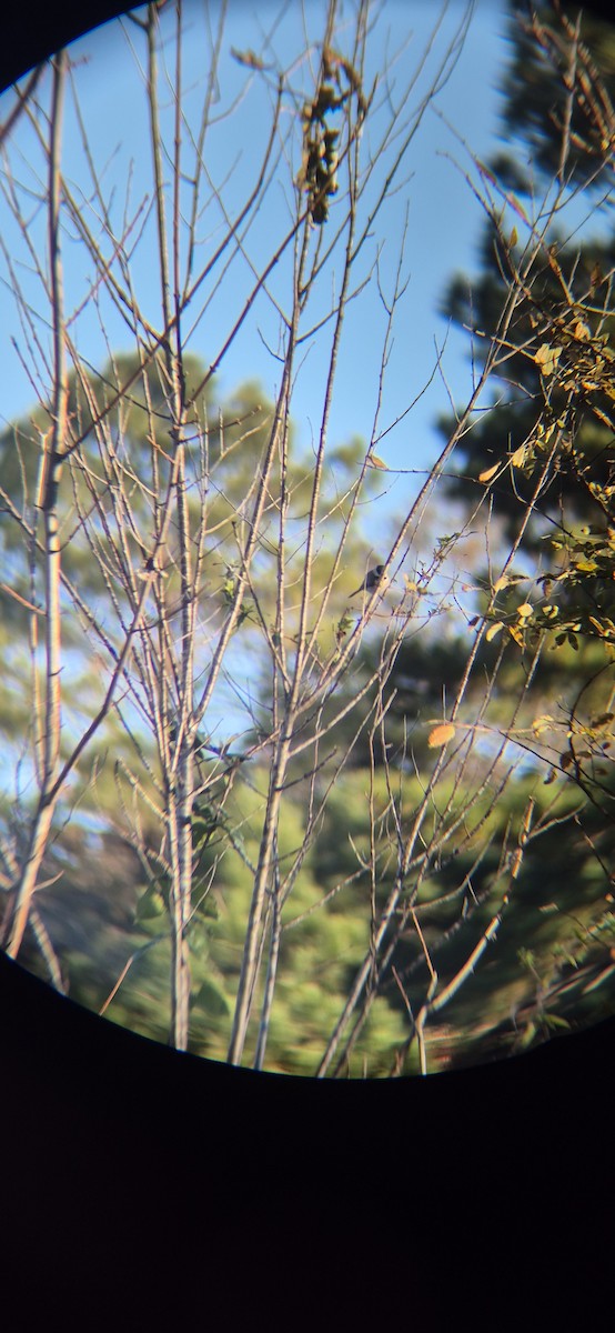 Гаїчка каролінська - ML645428141