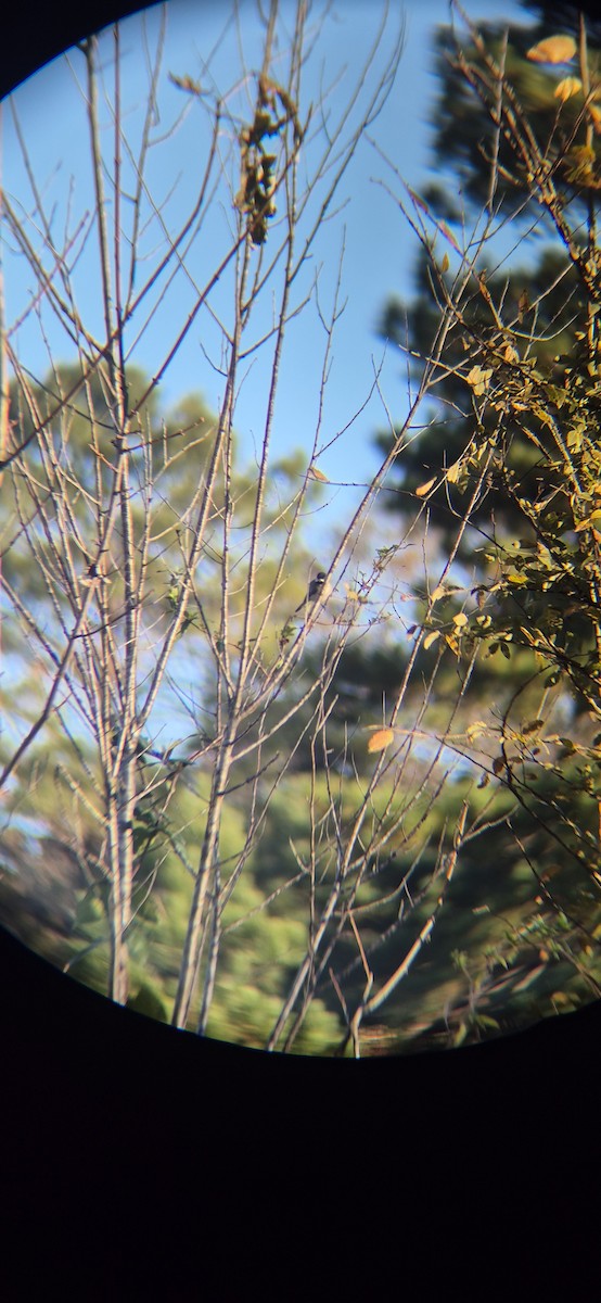 Гаїчка каролінська - ML645428142