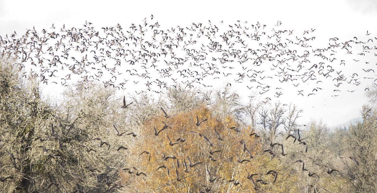 小加拿大雁 - ML645428146