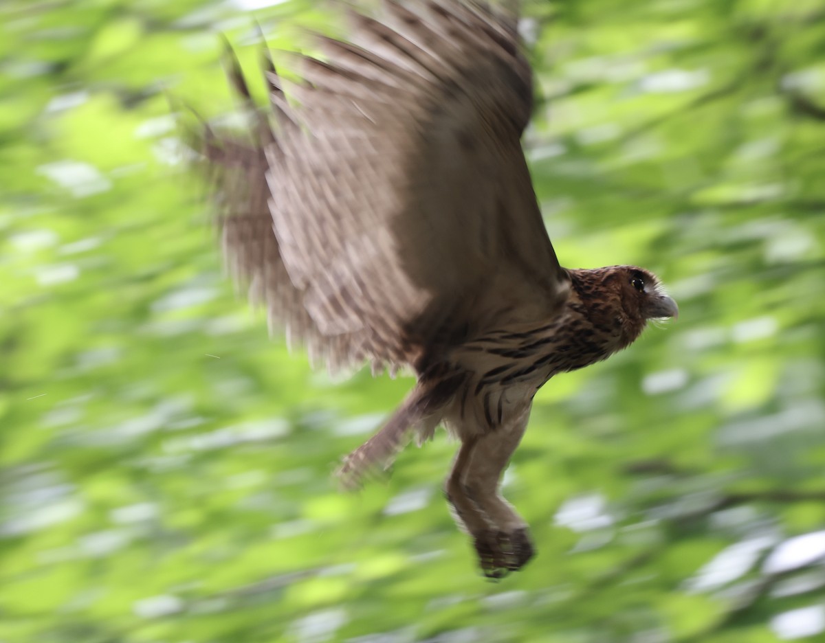 Philippine Eagle-Owl - ML645428147