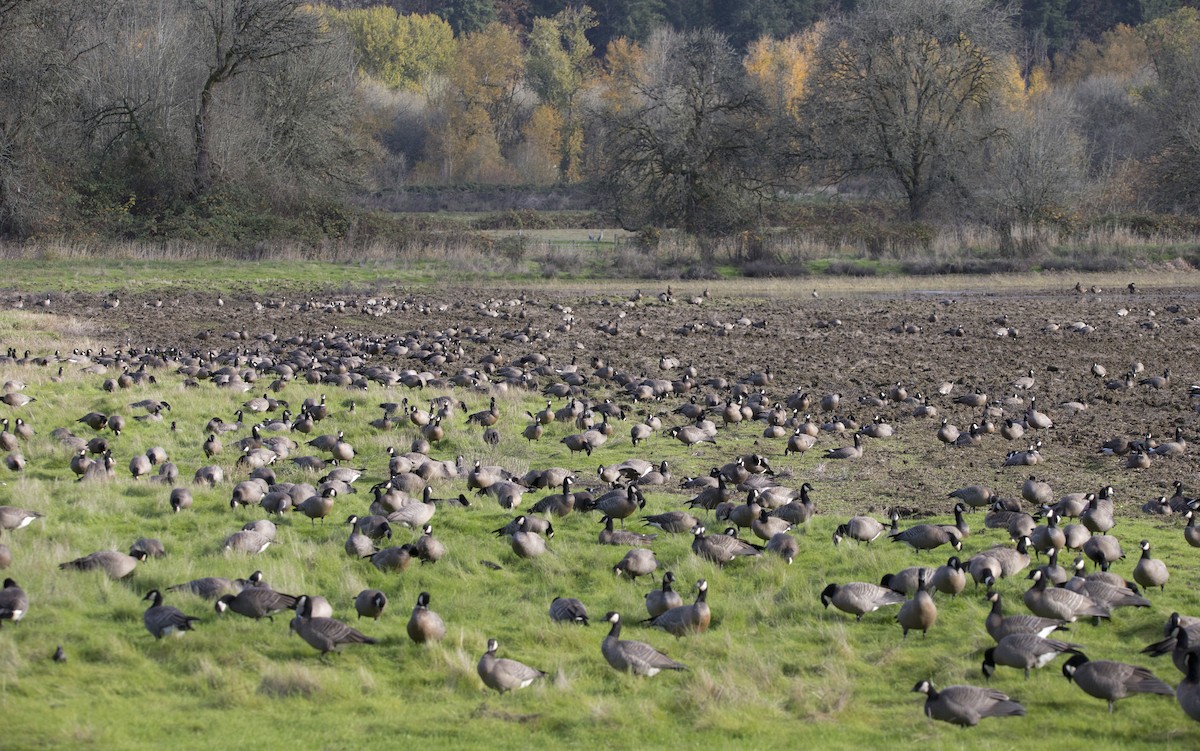 小加拿大雁 - ML645428151
