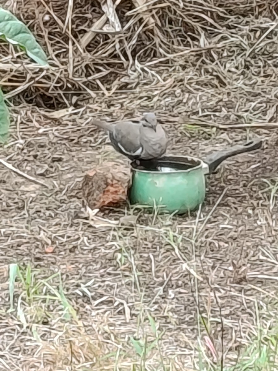 White-winged Dove - ML645428152