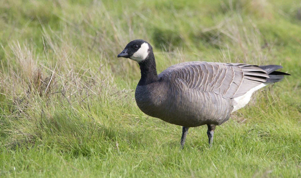 小加拿大雁 - ML645428153