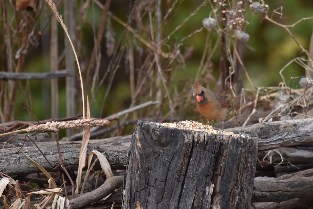 Northern Cardinal - ML645428158
