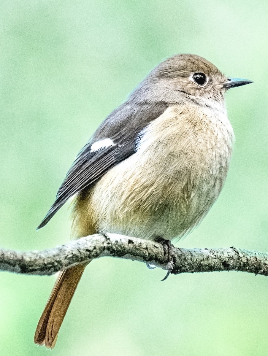 חכלילית סיבירית - ML645428170