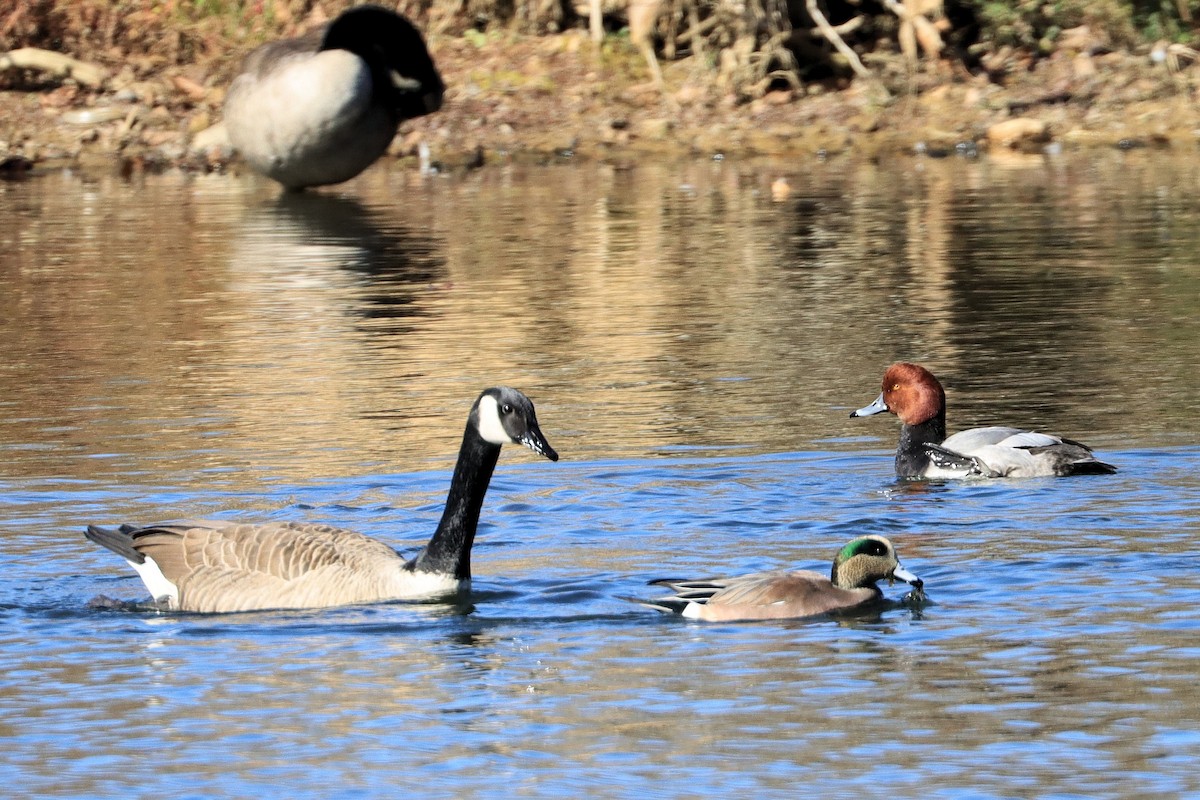 アメリカヒドリ - ML645428171