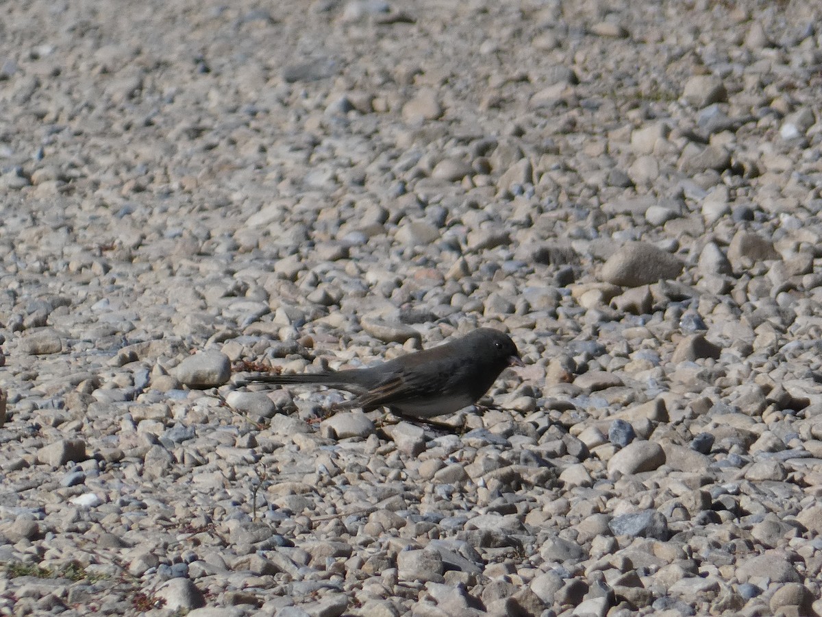 Dark-eyed Junco (Slate-colored) - ML645428172