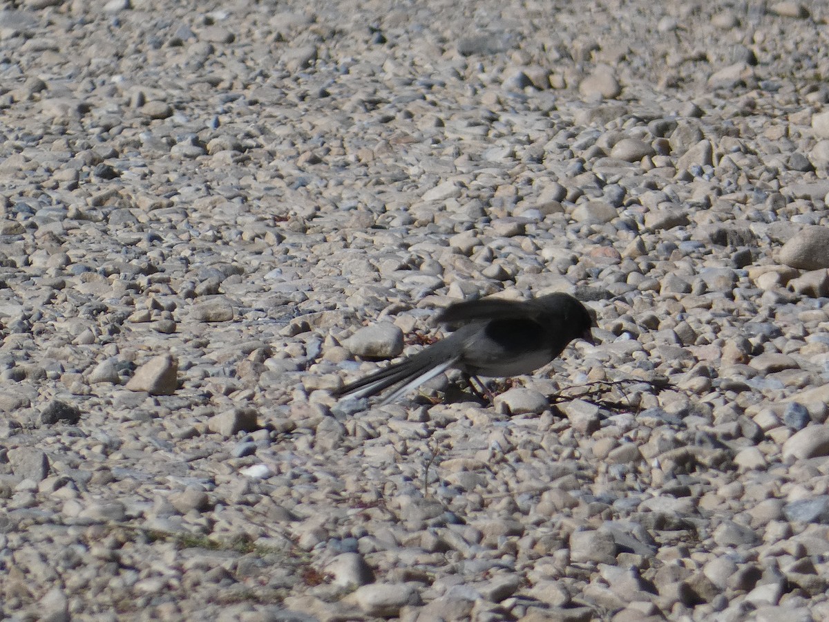Dark-eyed Junco (Slate-colored) - ML645428173