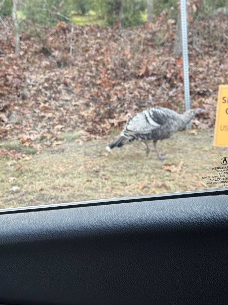 シチメンチョウ - ML645428177