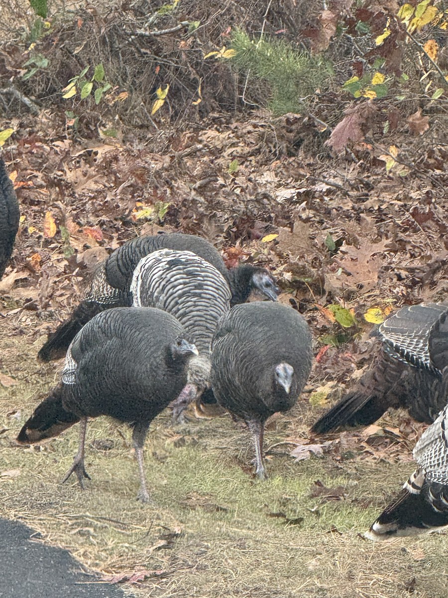 シチメンチョウ - ML645428178