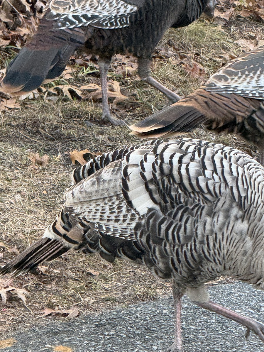 シチメンチョウ - ML645428179