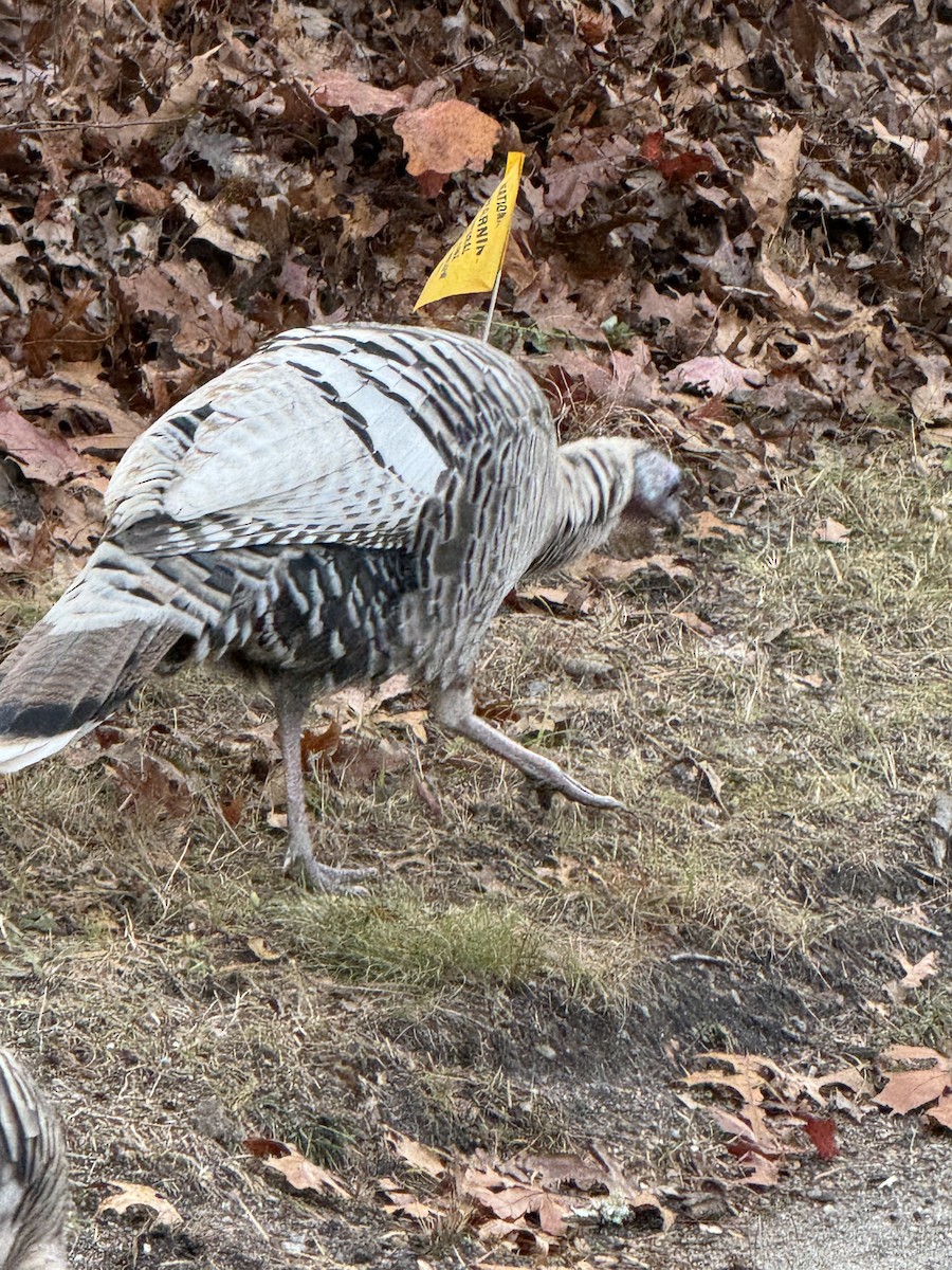 シチメンチョウ - ML645428180