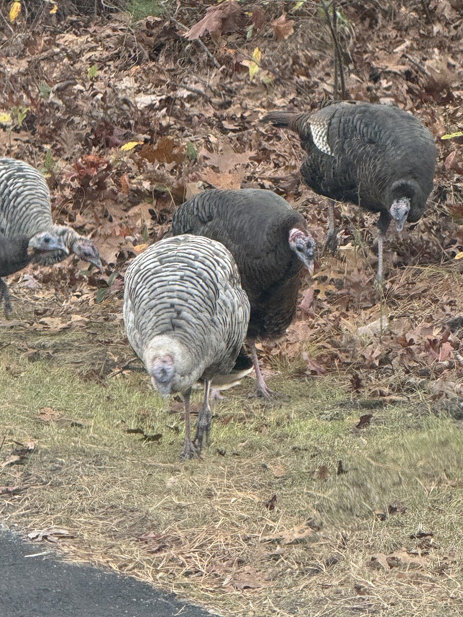 シチメンチョウ - ML645428181