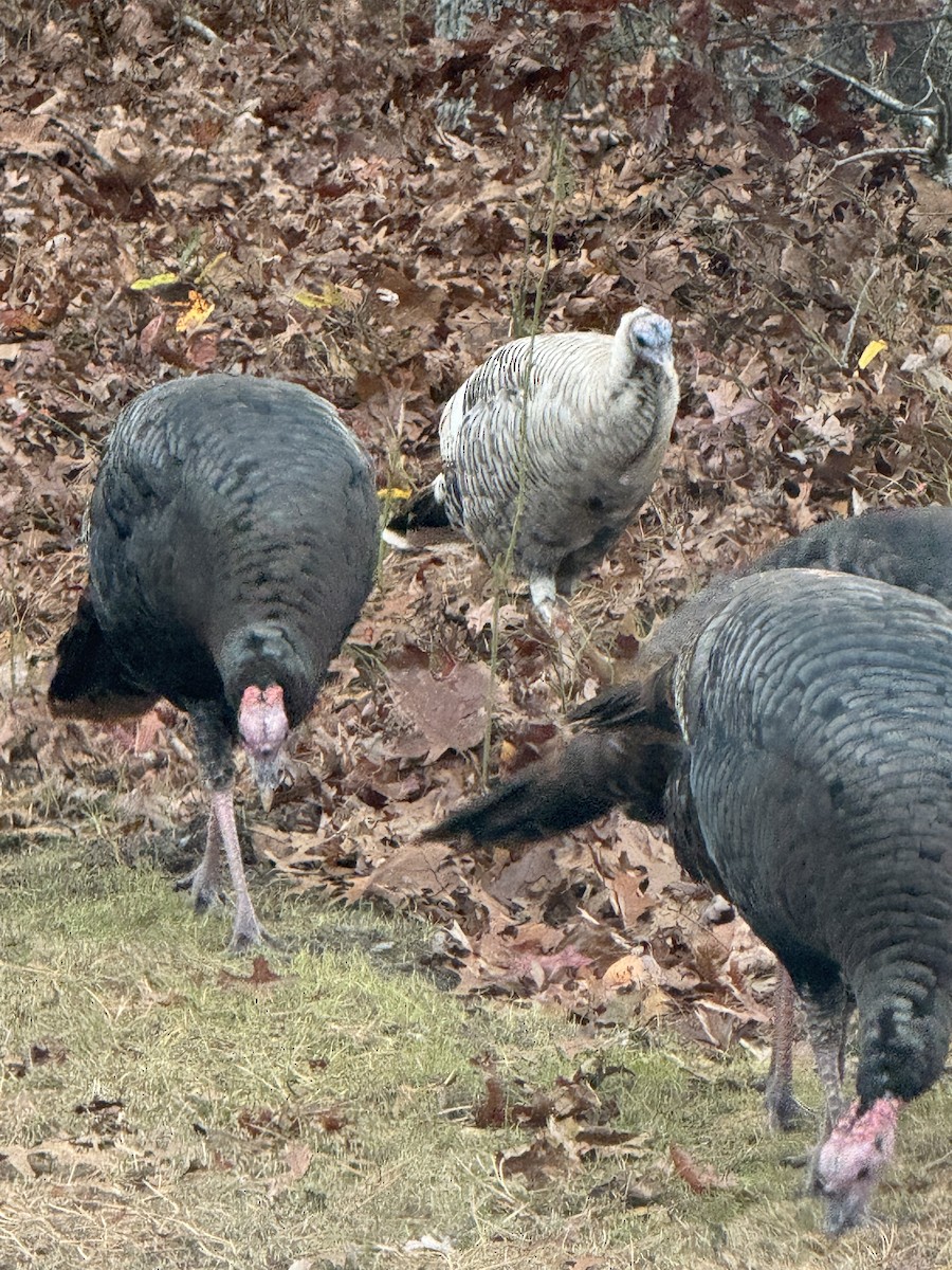 シチメンチョウ - ML645428182