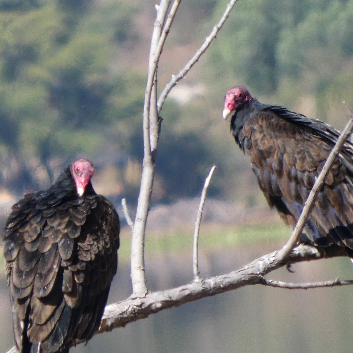 Turkey Vulture - ML645428206