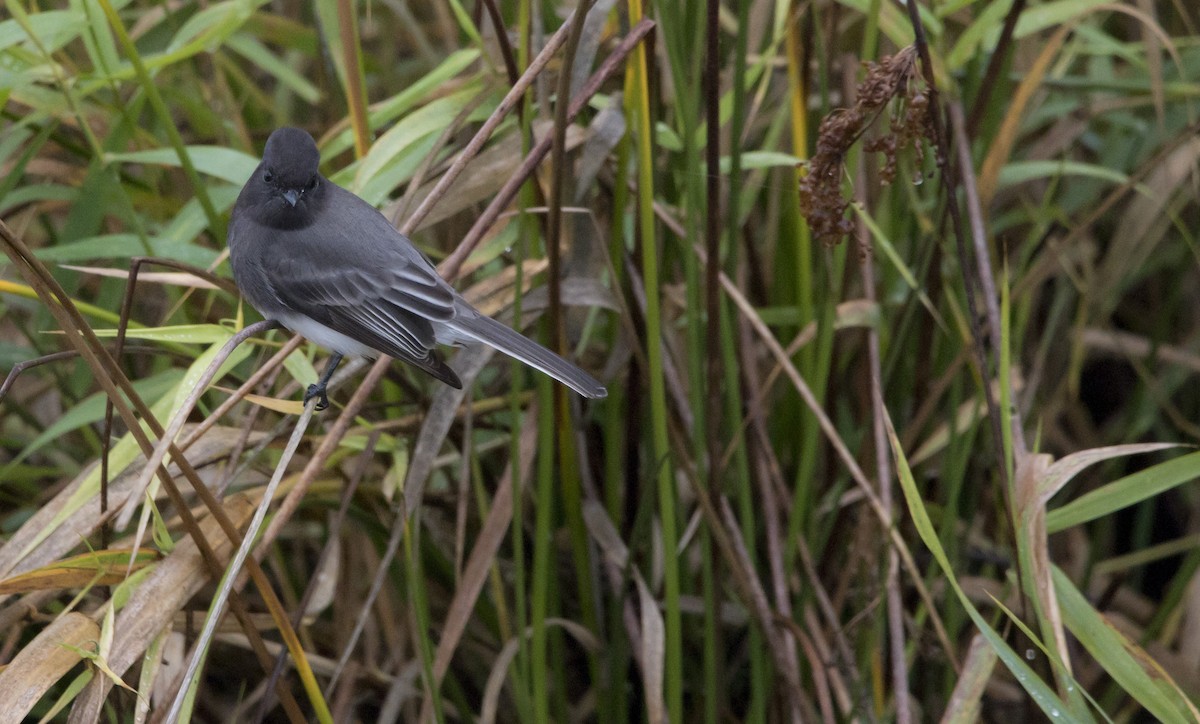 Black Phoebe - ML645428210