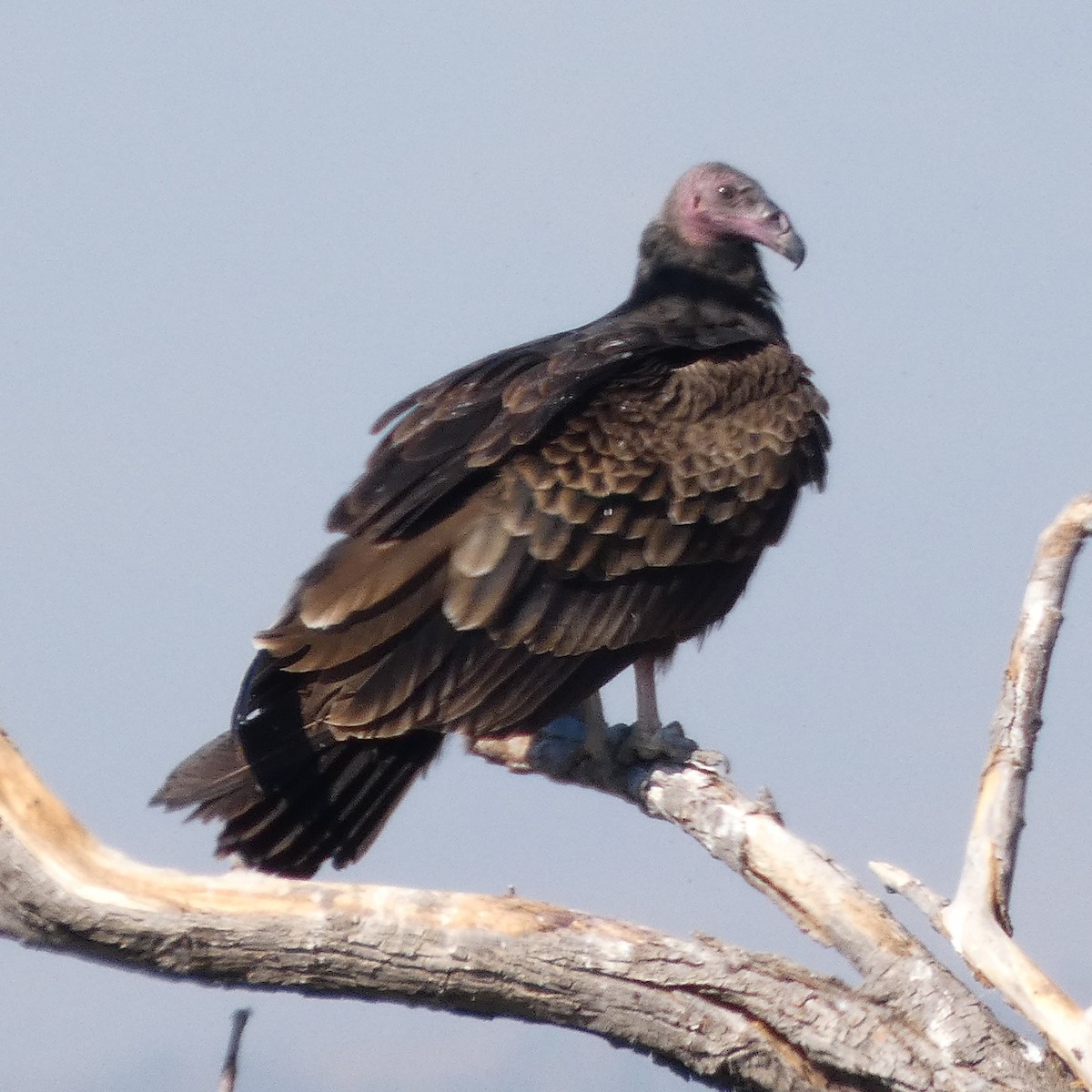 Turkey Vulture - ML645428215