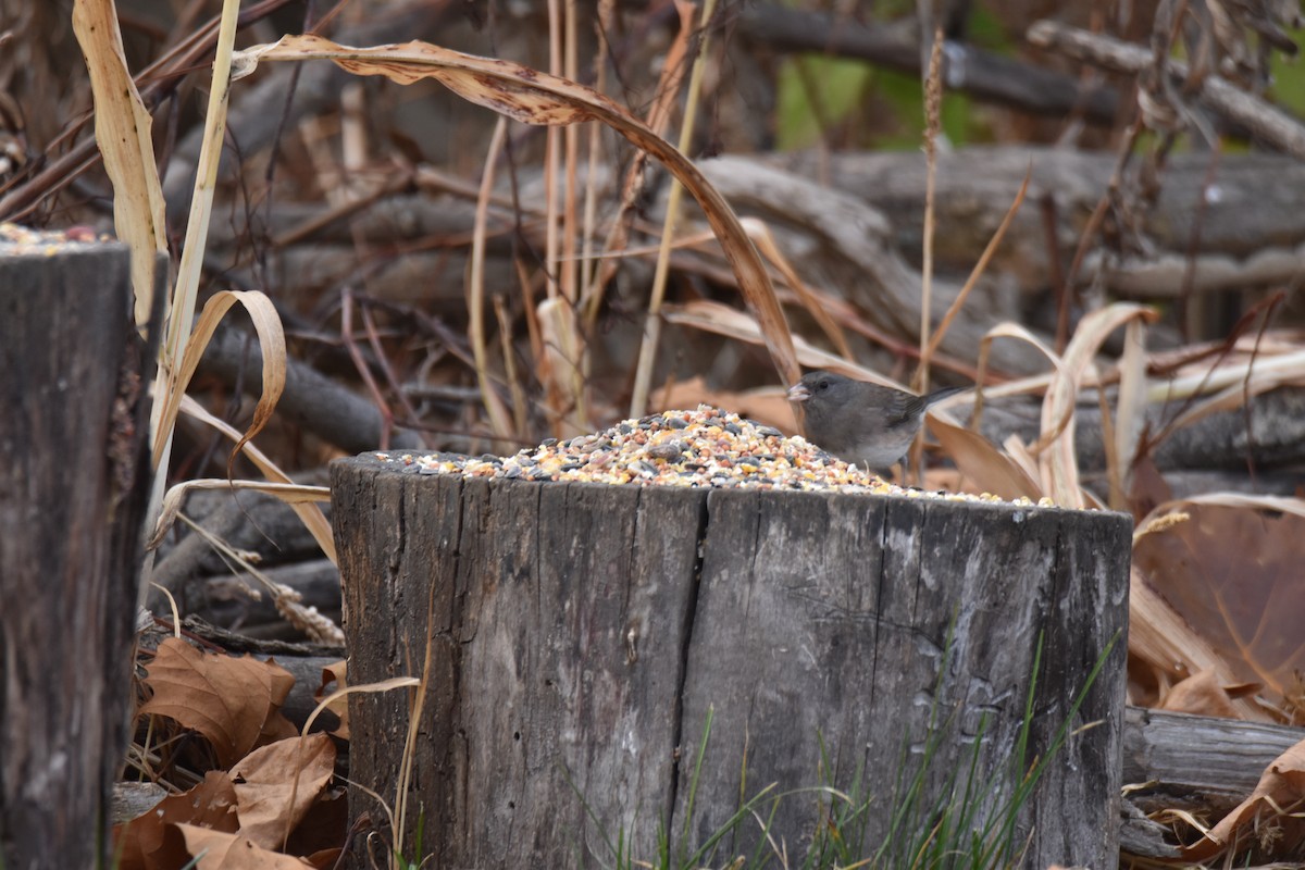 Dark-eyed Junco - ML645428218