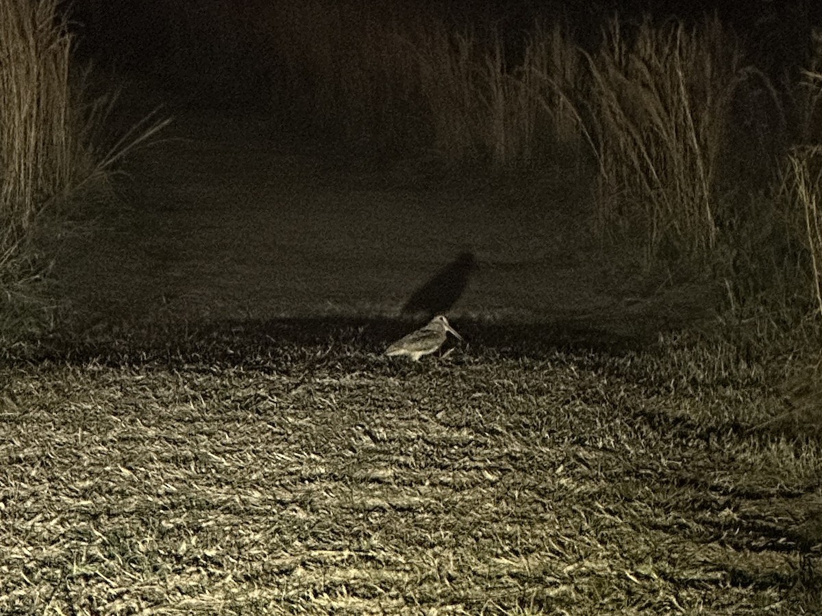 American Woodcock - ML645428224