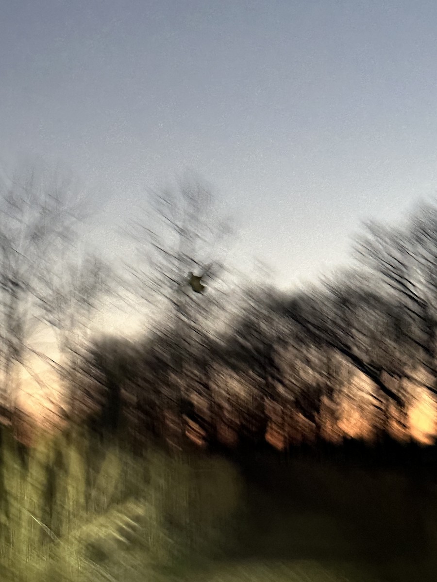 American Woodcock - ML645428225