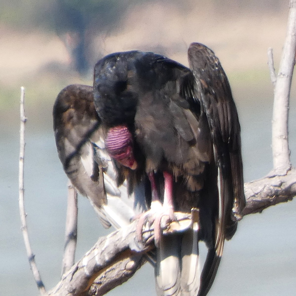Turkey Vulture - ML645428229