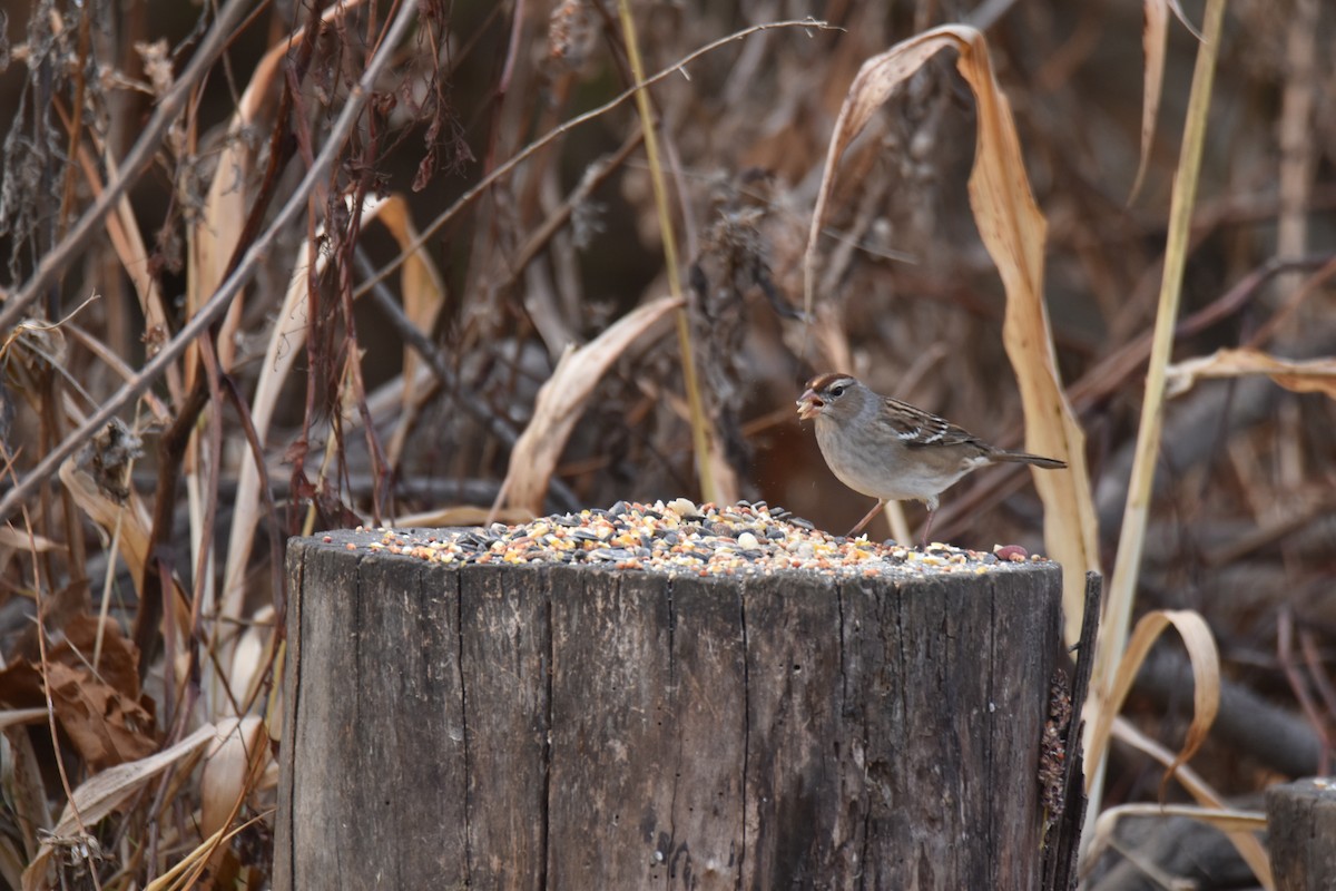 strnadec bělopásý - ML645428232