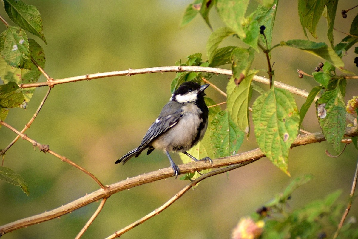 シジュウカラ（cinereus グループ） - ML645428233
