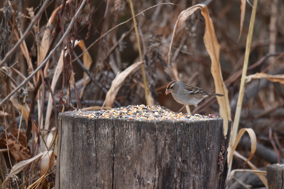 strnadec bělopásý - ML645428236