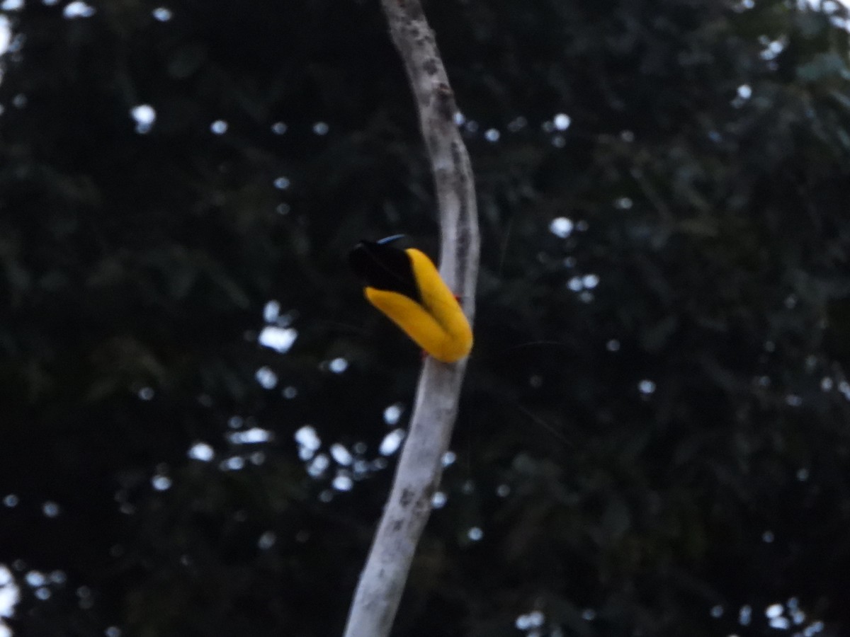 Twelve-wired Bird-of-Paradise - ML645428237