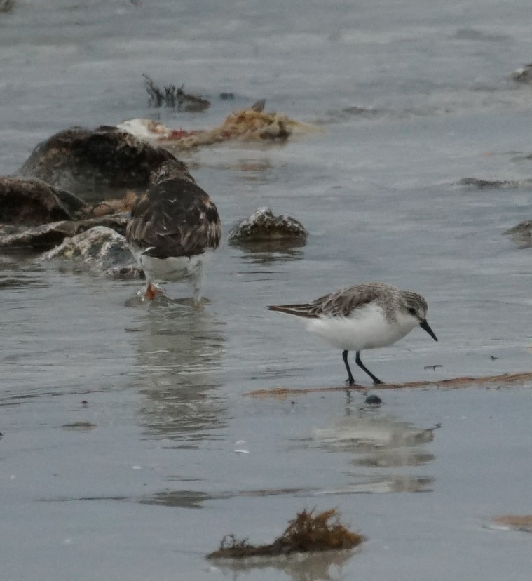 Txirri zuria - ML645428241