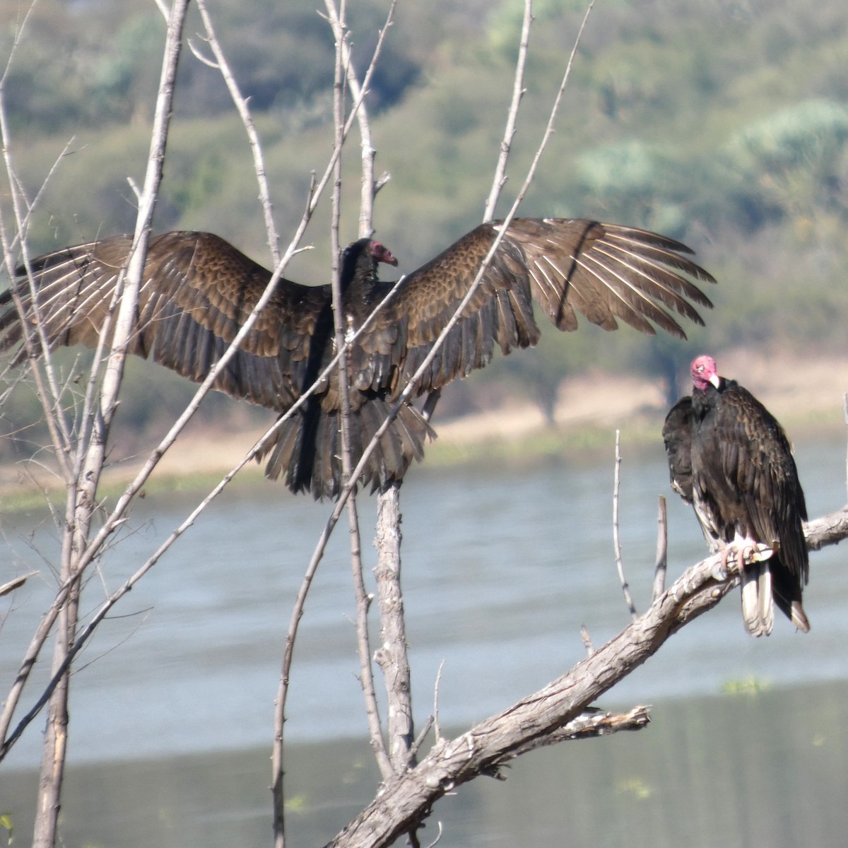 Turkey Vulture - ML645428245