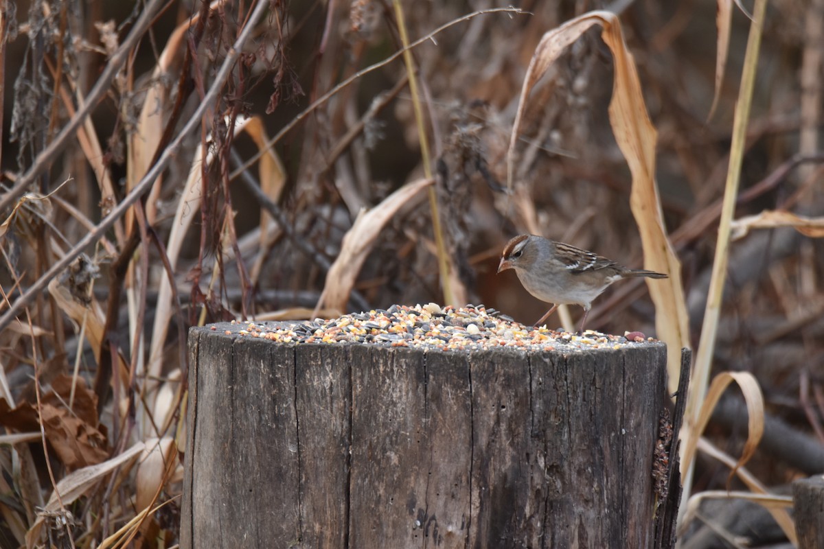strnadec bělopásý - ML645428246