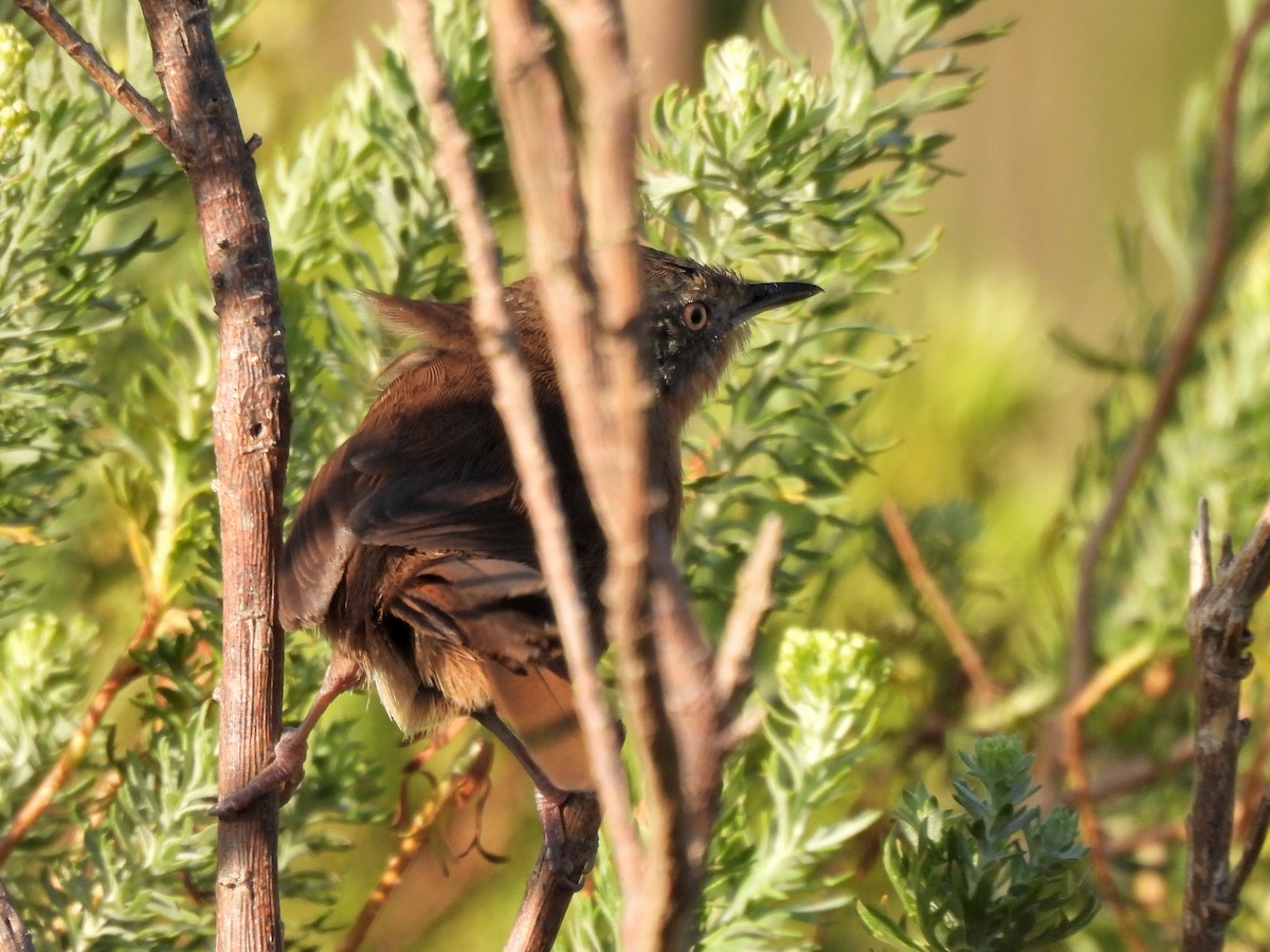 Victorin's Warbler - ML645428248