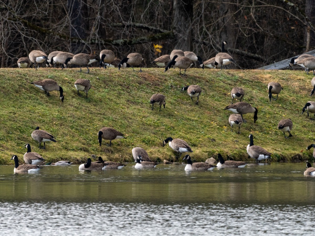 Canada Goose - ML645428250