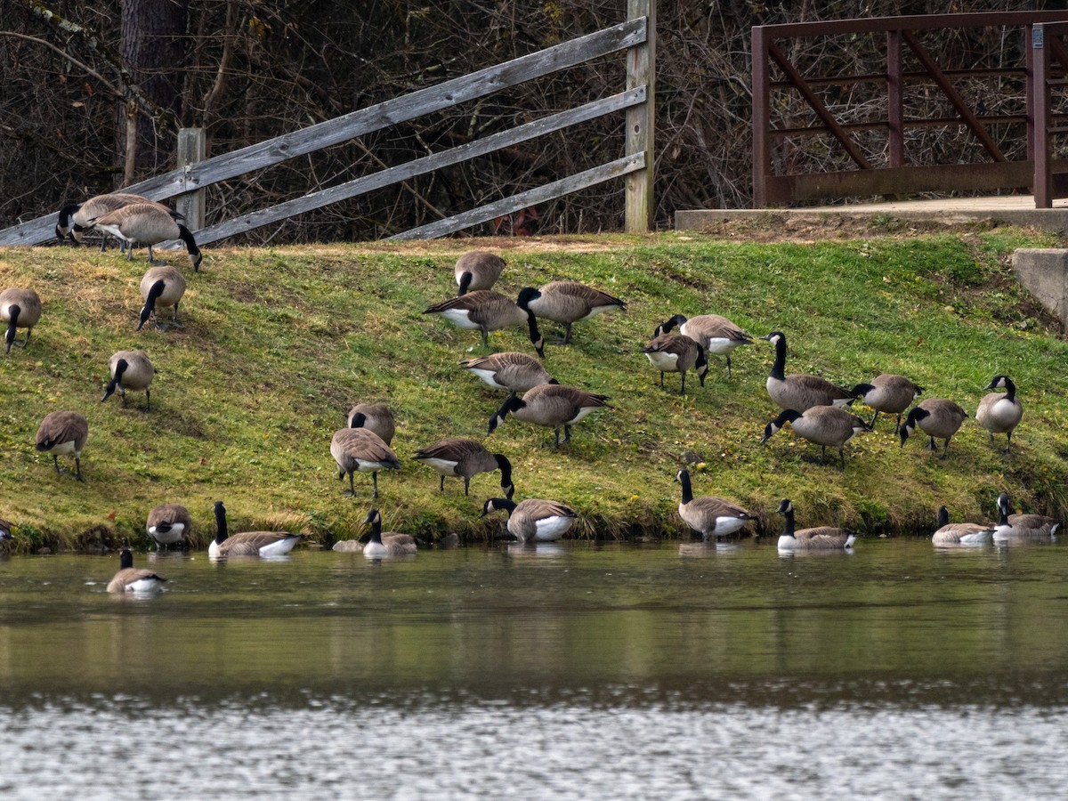 Canada Goose - ML645428251