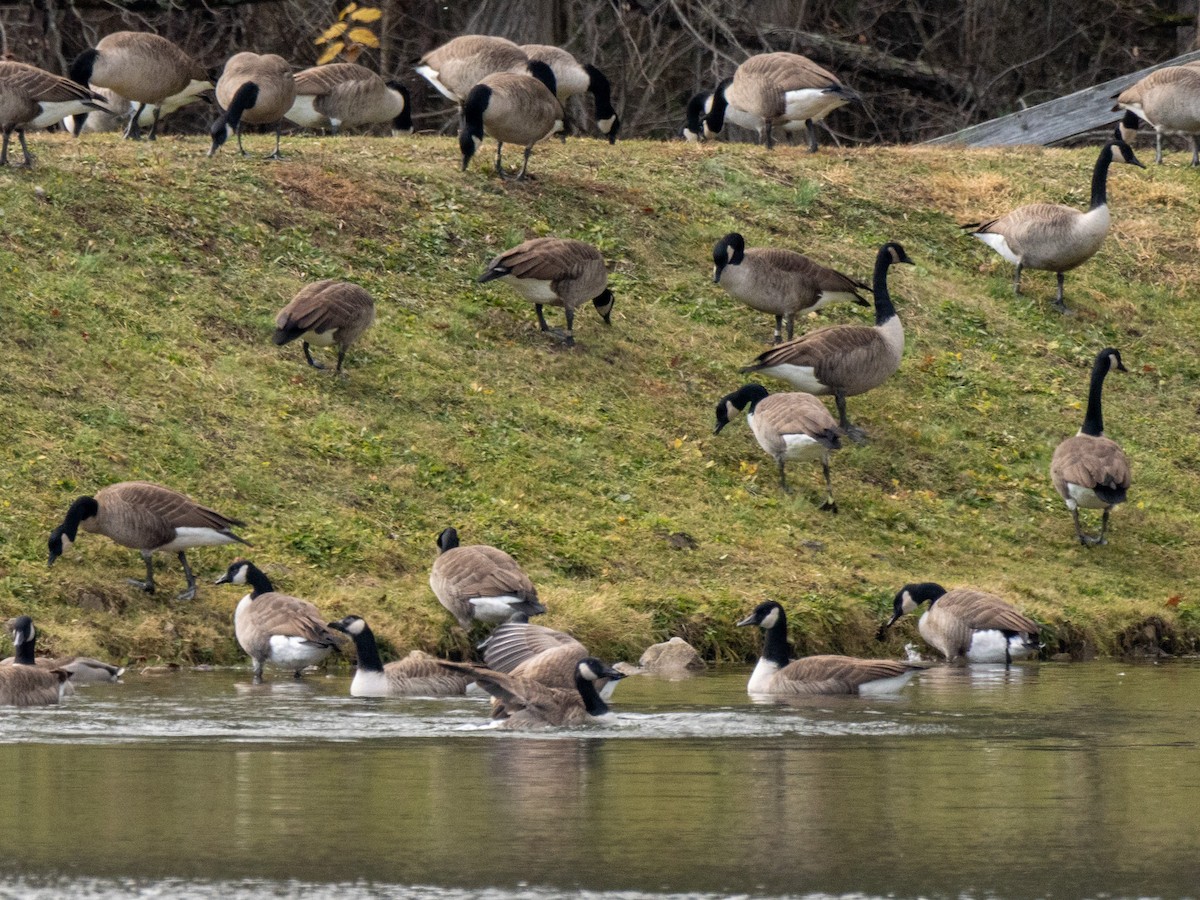 Canada Goose - ML645428252
