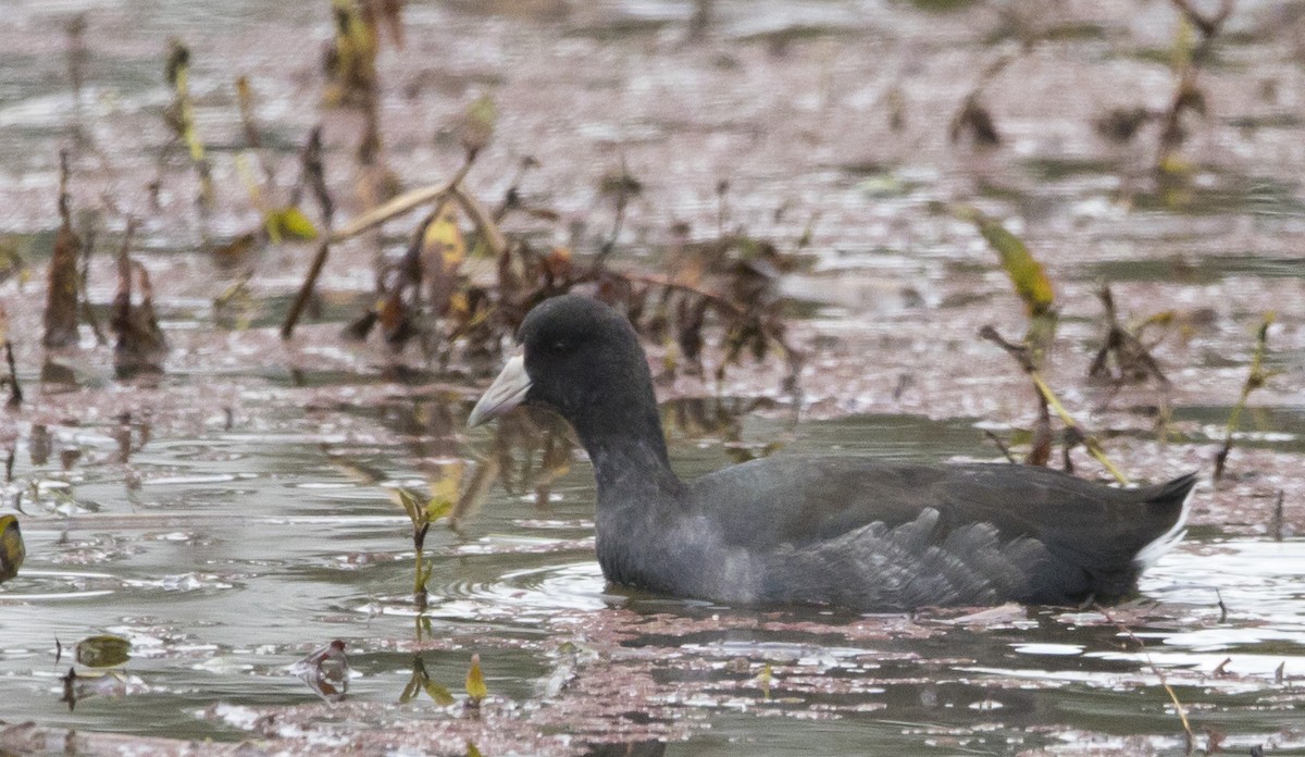 American Coot - ML645428255