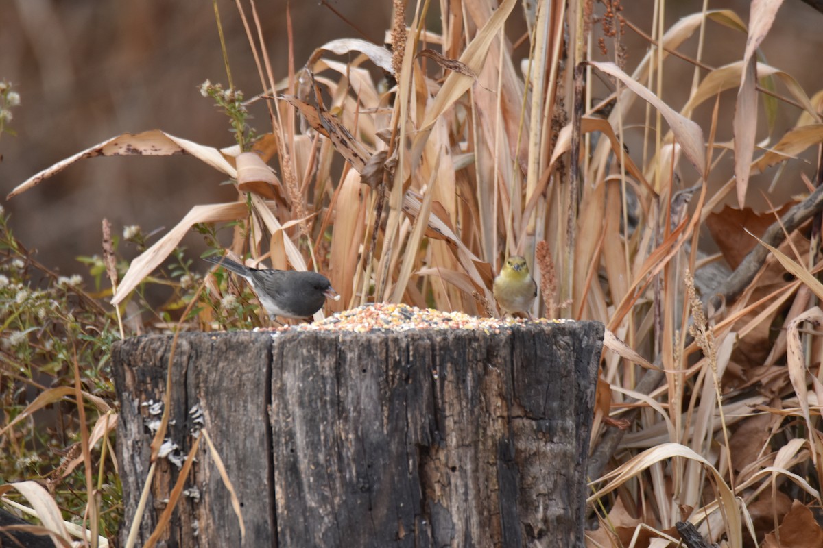 Dark-eyed Junco - ML645428256