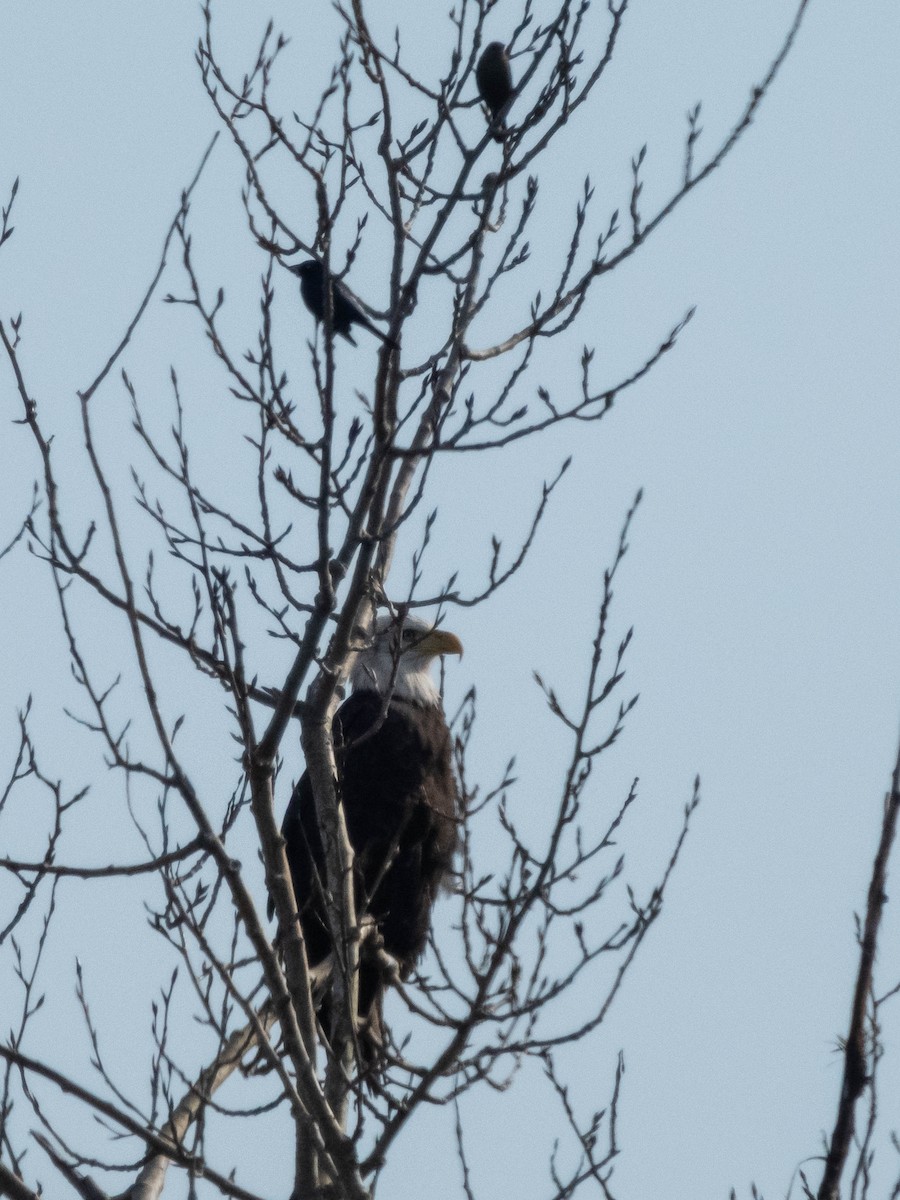 ハクトウワシ - ML645428263