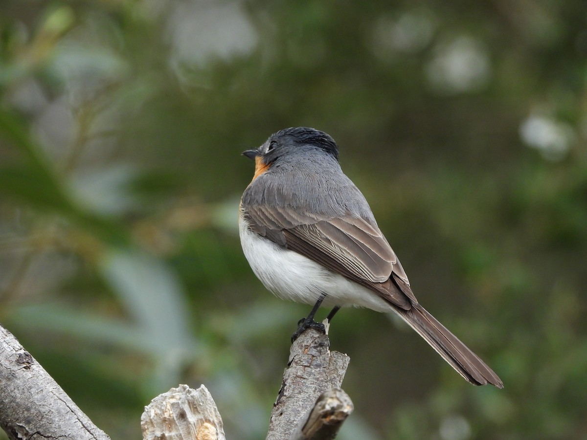 Satin Flycatcher - ML645428276