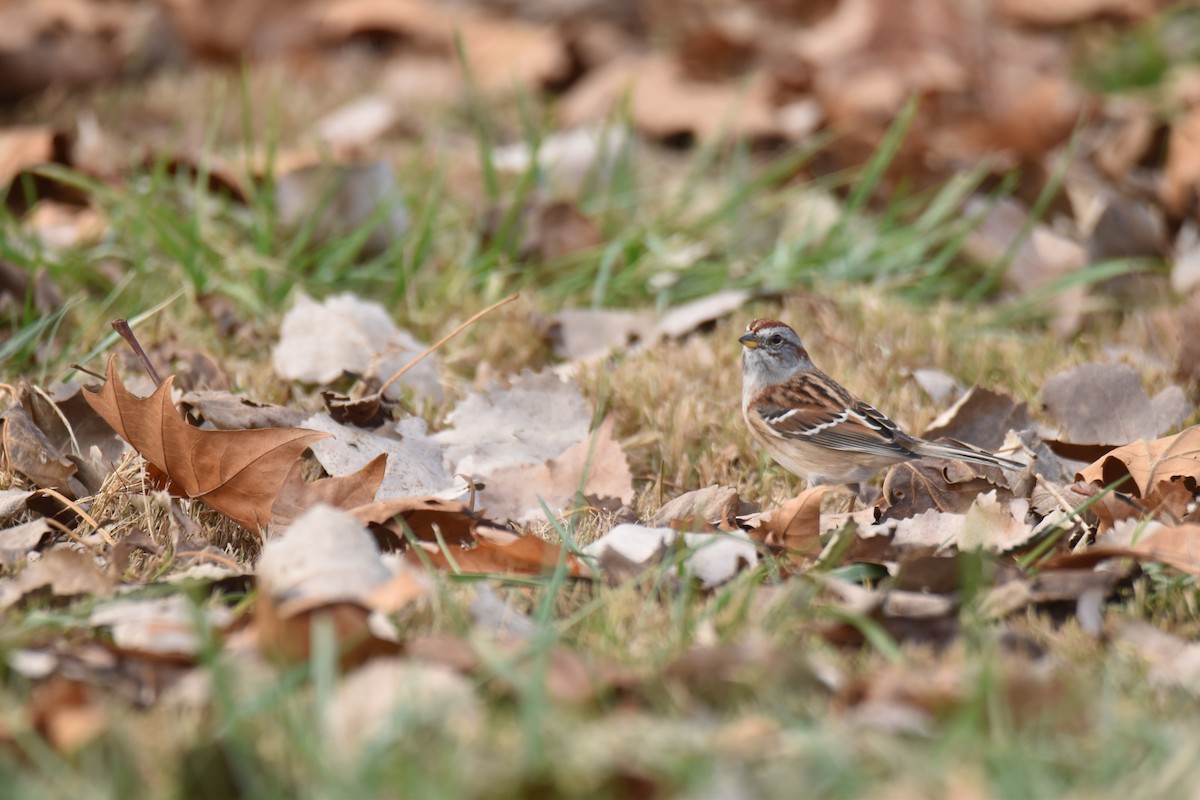 ムナフヒメドリ - ML645428277