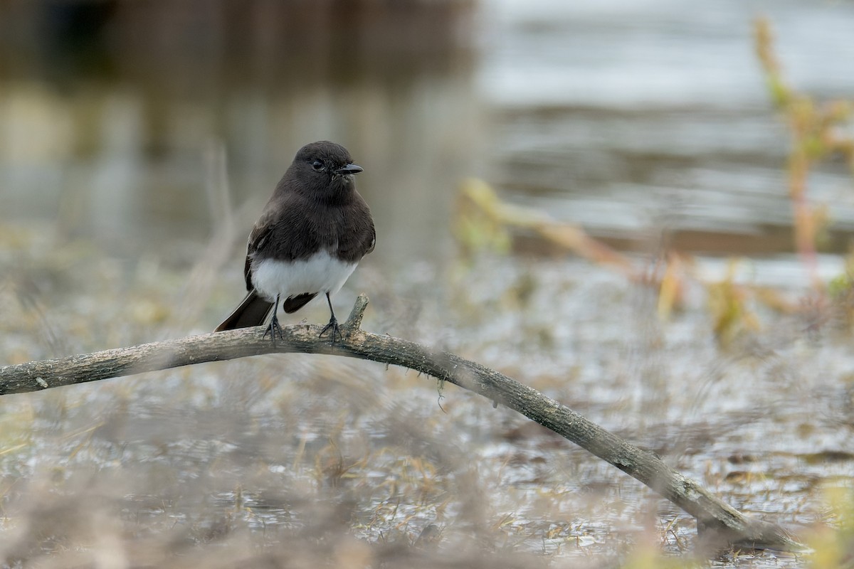 Black Phoebe - ML645428279