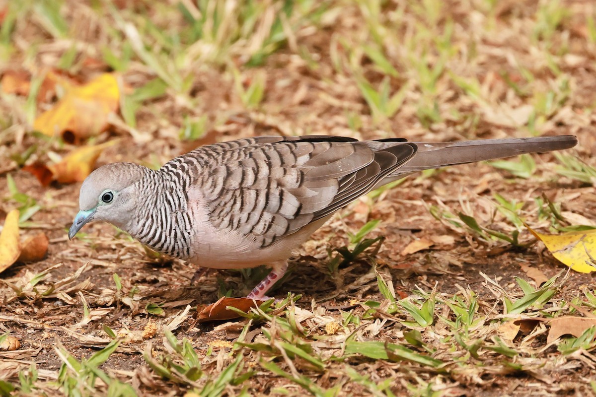 Peaceful Dove - ML645428285