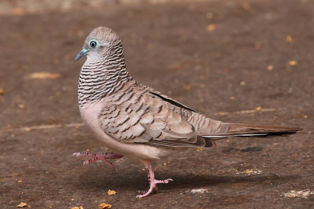 Peaceful Dove - ML645428287