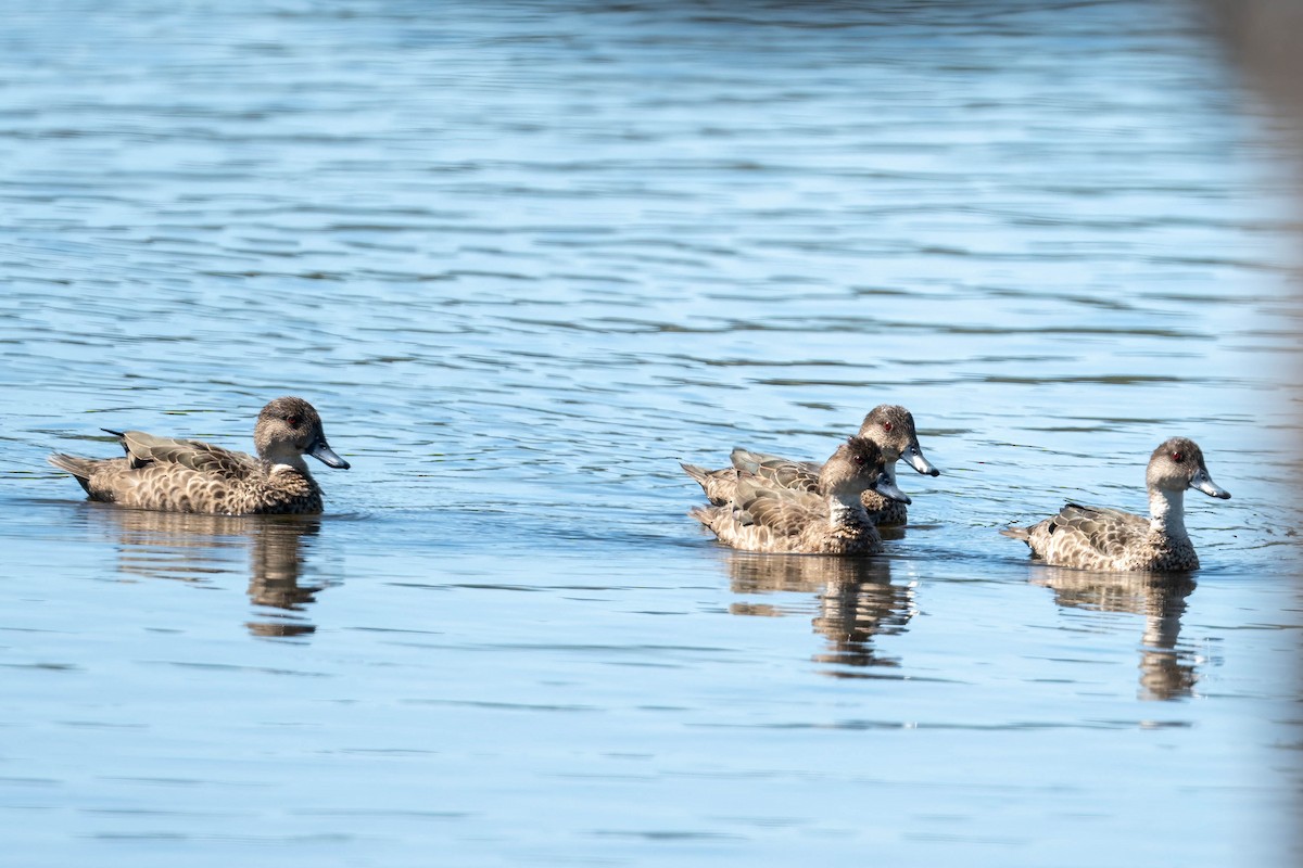 Gray Teal - ML645428288