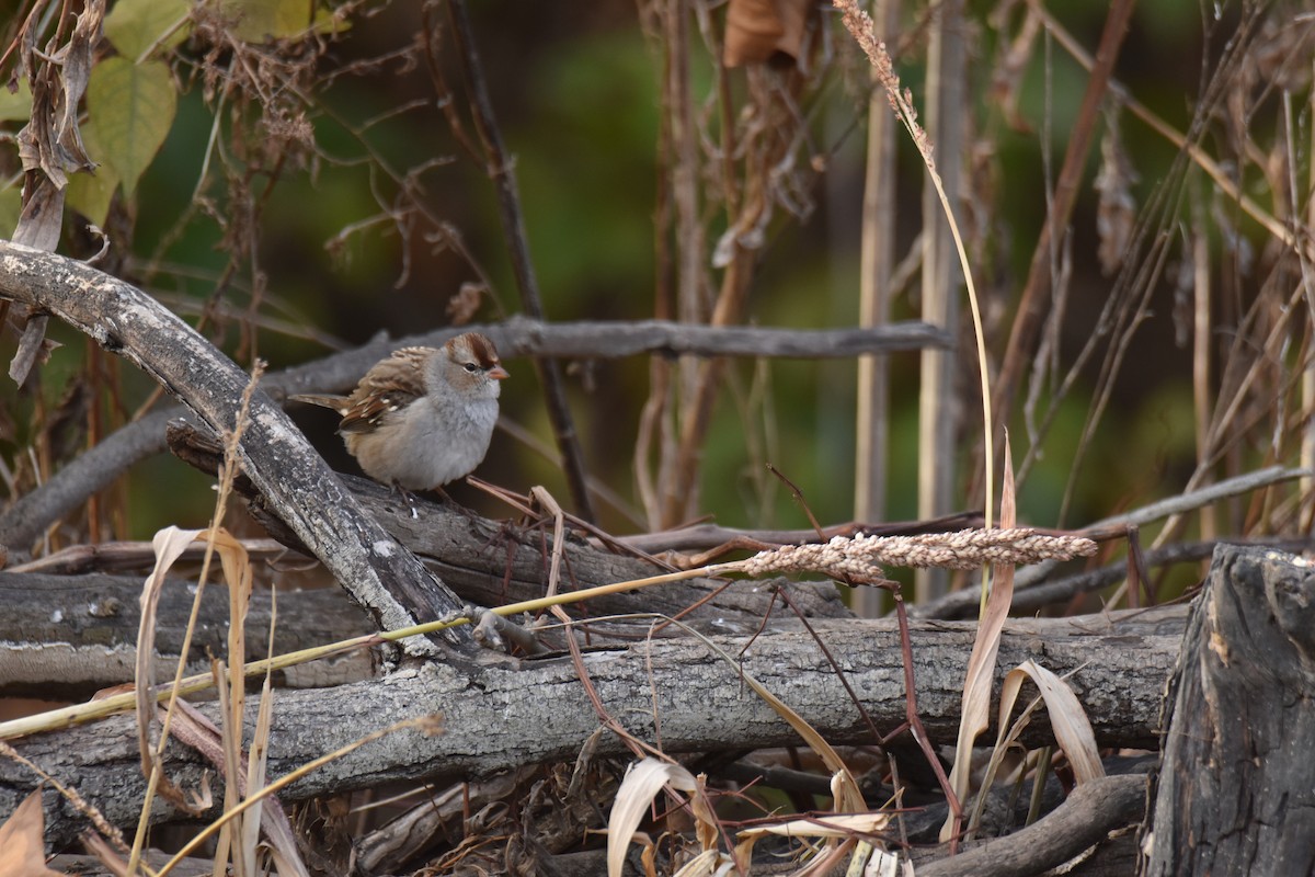 White-crowned Sparrow - ML645428289