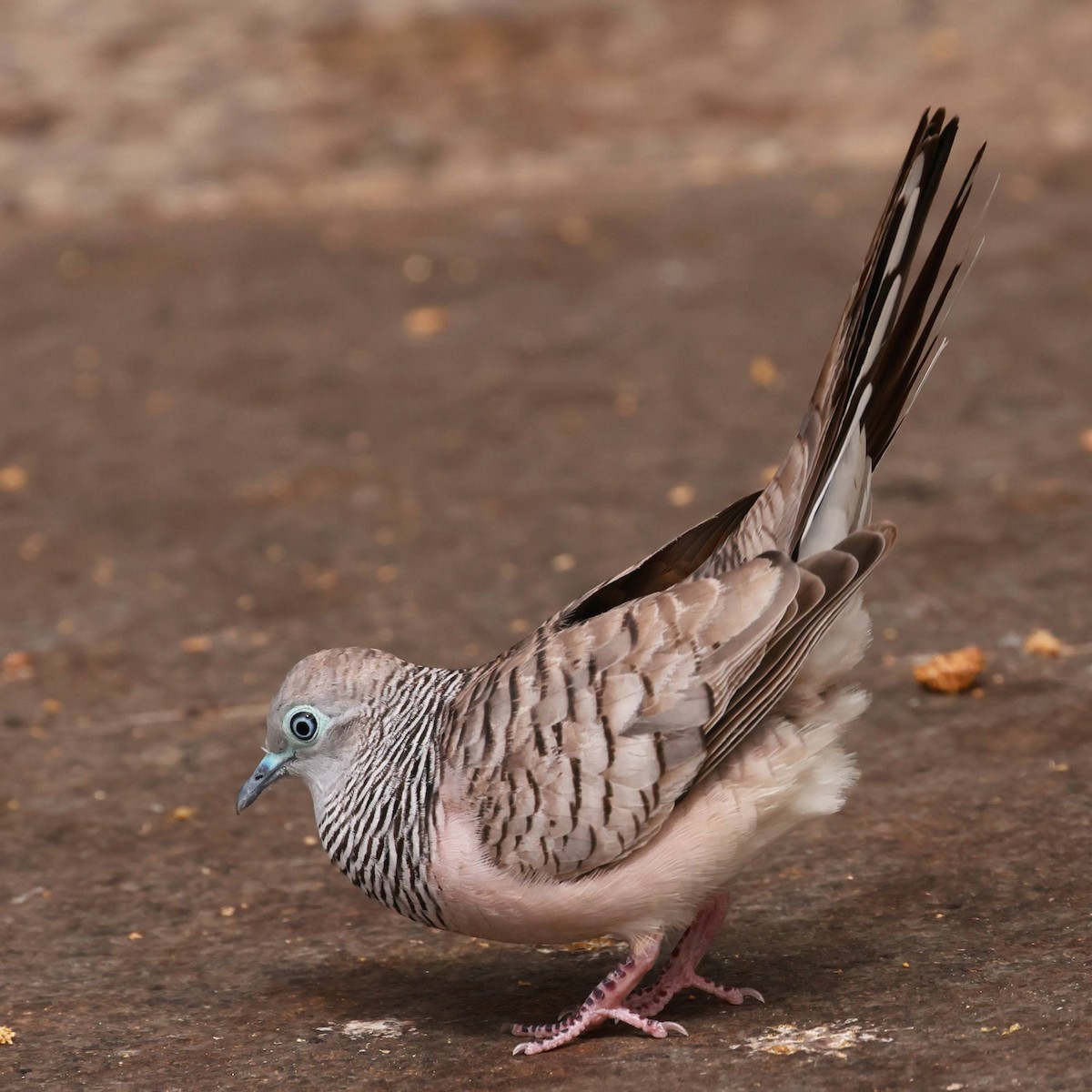 Peaceful Dove - ML645428290