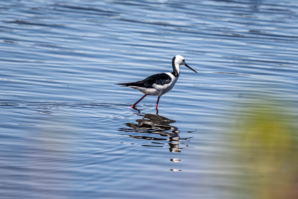 Pied Stilt - ML645428291