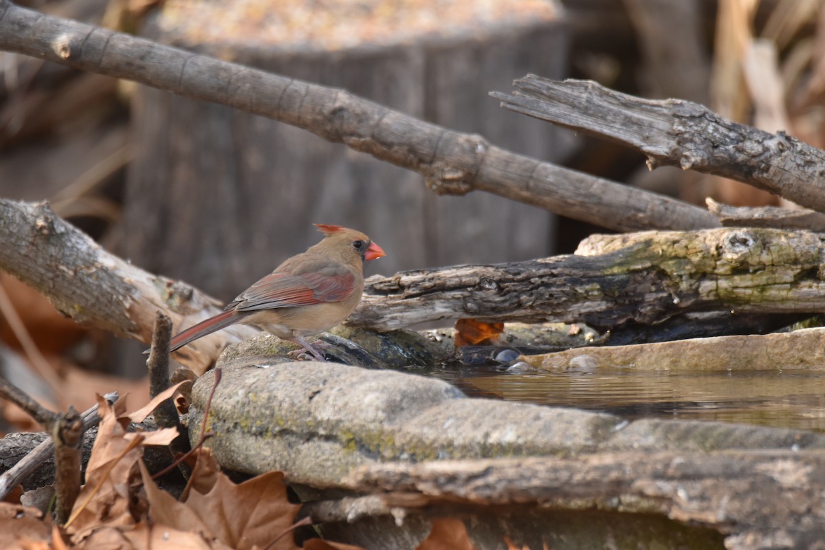 Northern Cardinal - ML645428295