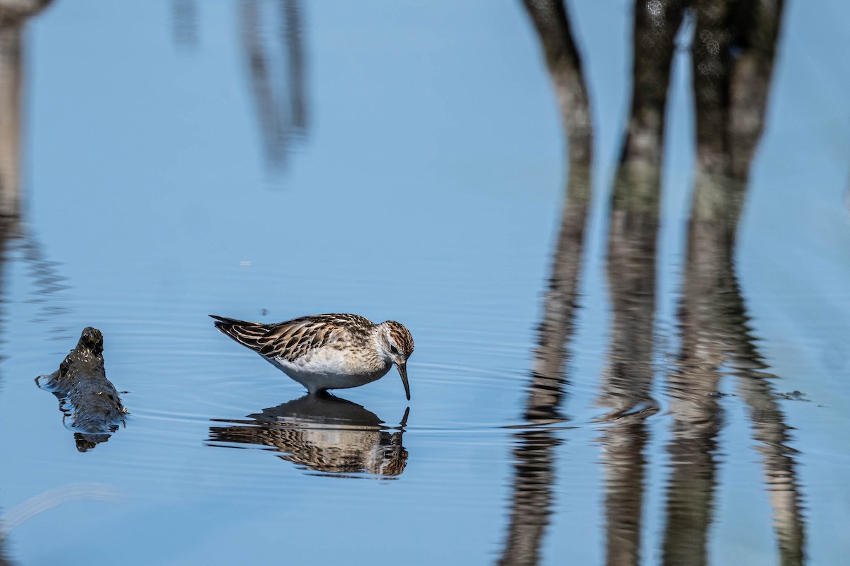 Sharp-tailed Sandpiper - ML645428296